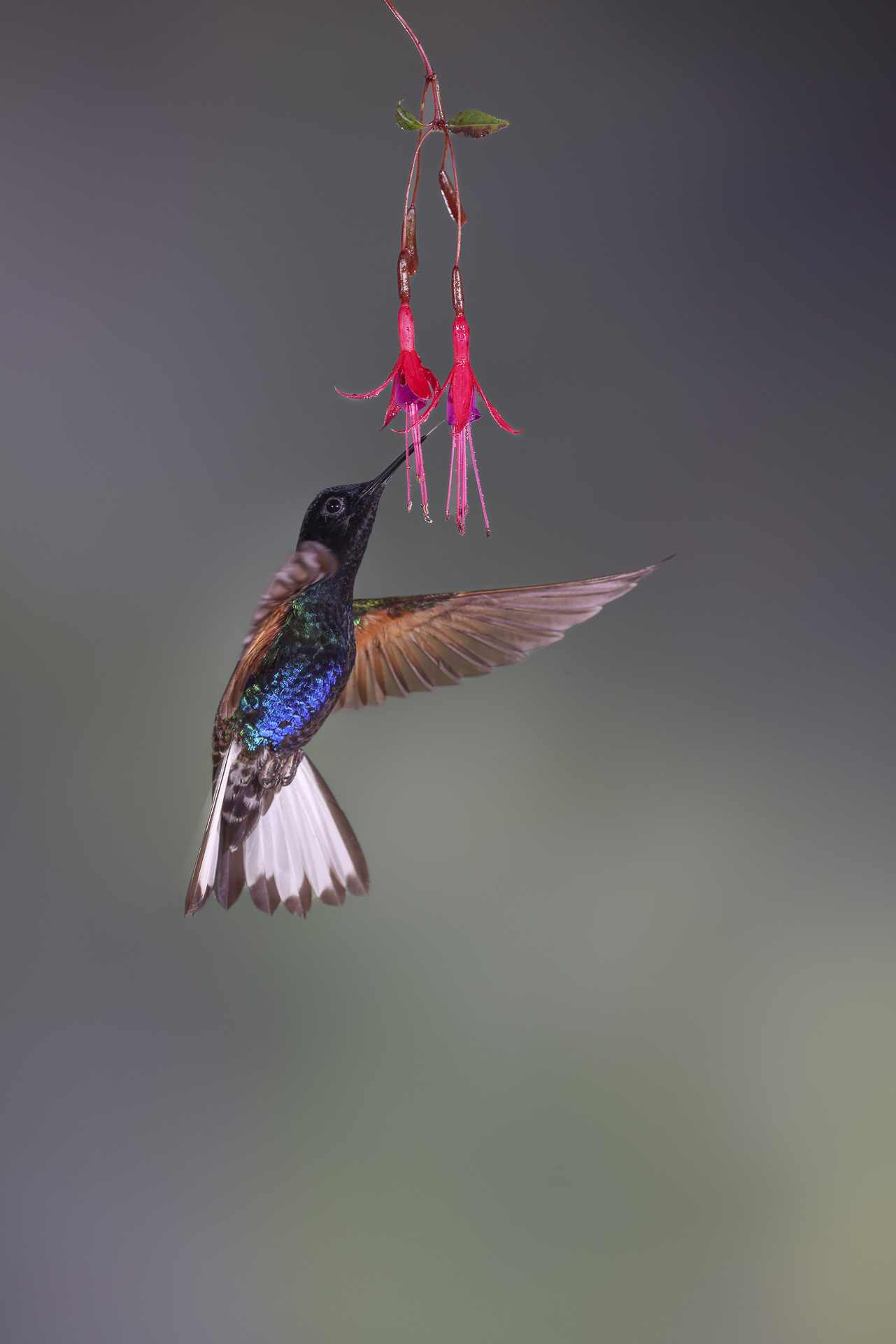 landing image