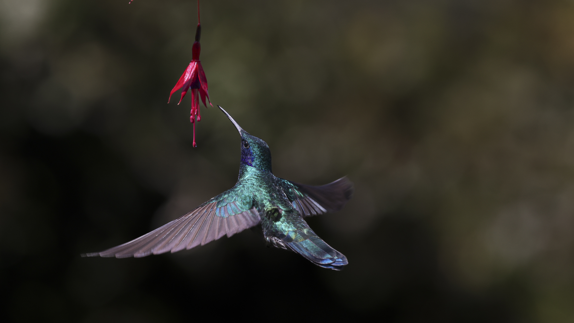 landing image
